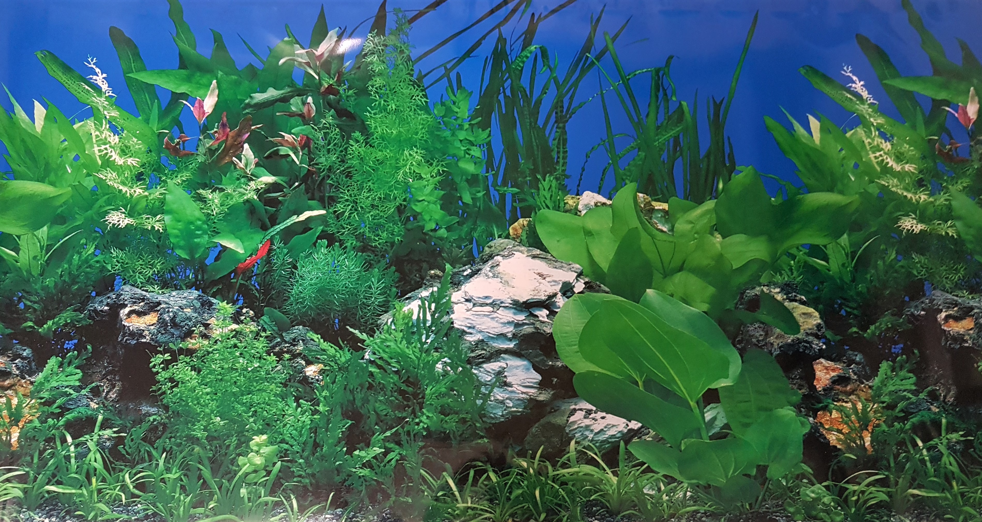 Kunst-Pflanzen aus Plastik - Aquarium Dekoration und Technik