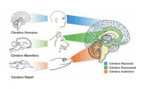 Los tres cerebros - Centro Elim