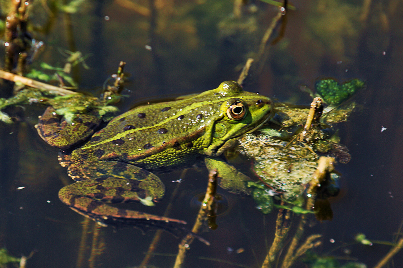 La grenouille verte