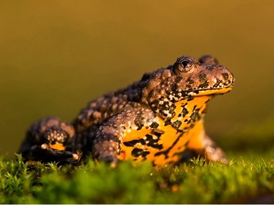 Source : http://baladesnaturalistes.hautetfort.com.