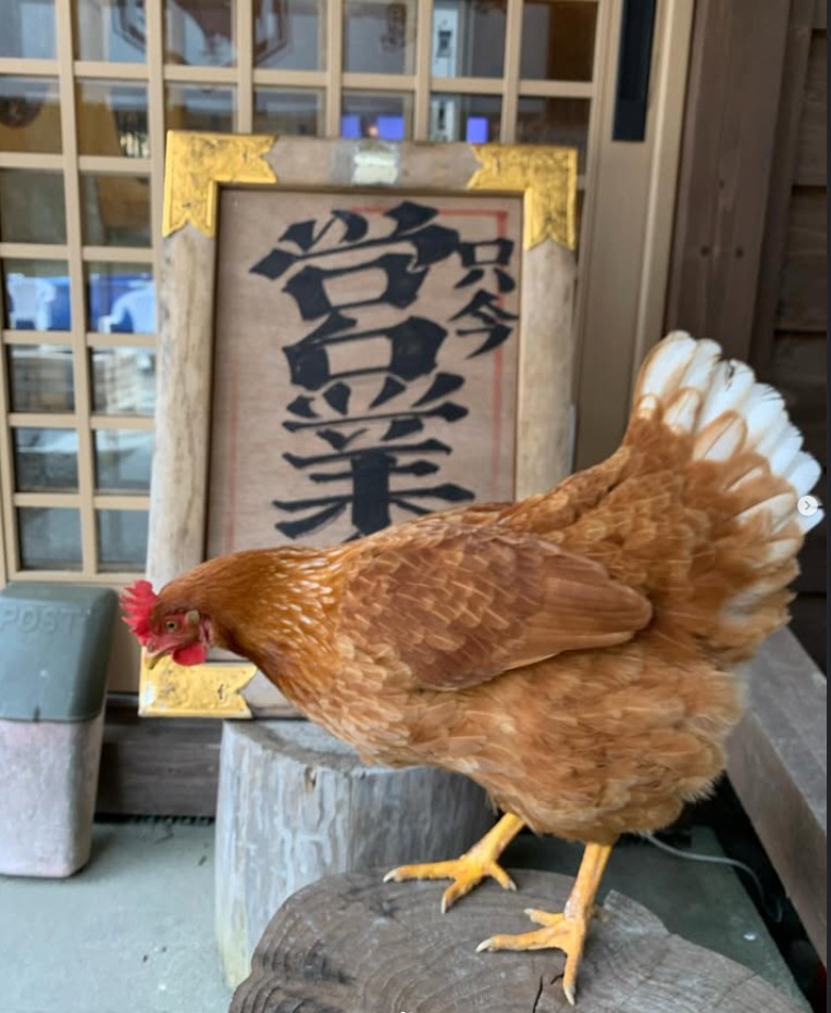 とり亀の放し飼いのにわとり