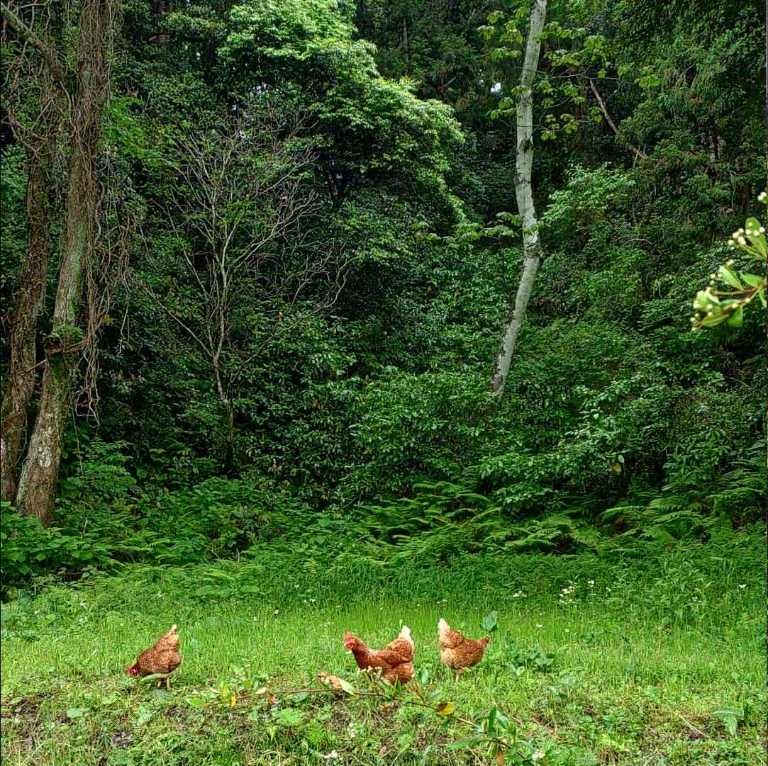 とり亀の放し飼いのにわとり
