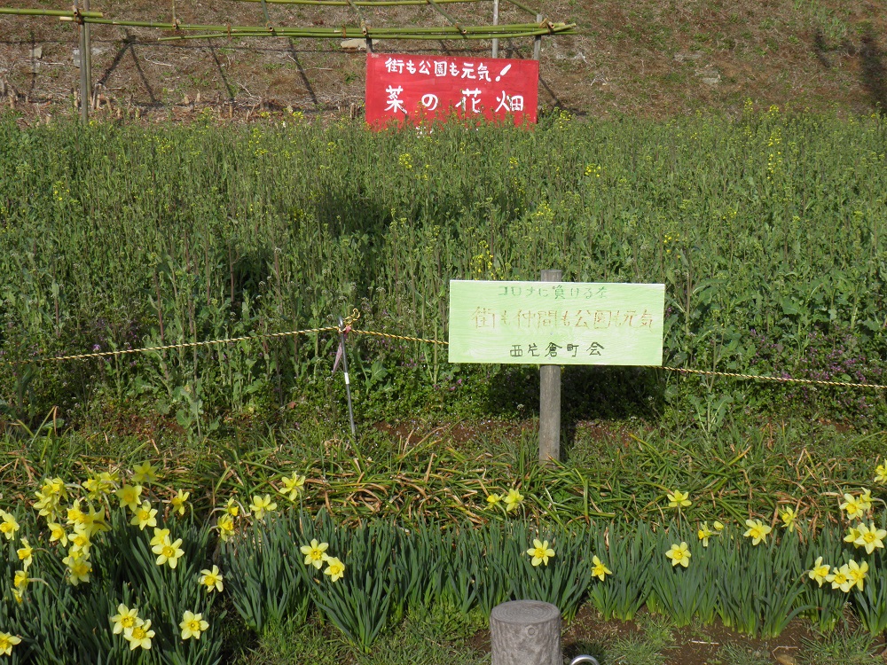 片倉つどいの森公園　西片倉町会が育てている菜の花はうっすら黄色に