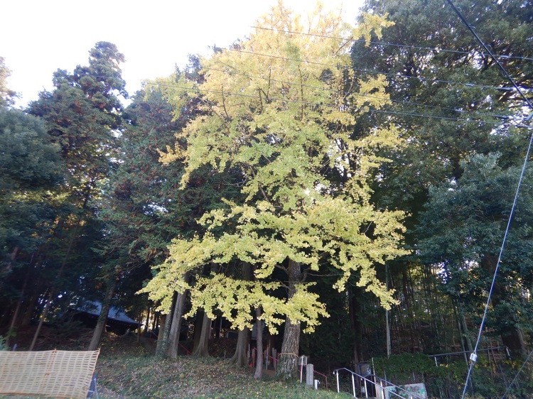 横から見るラッパイチョウの木です。