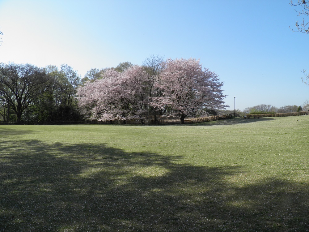 2022年4月8日撮影②