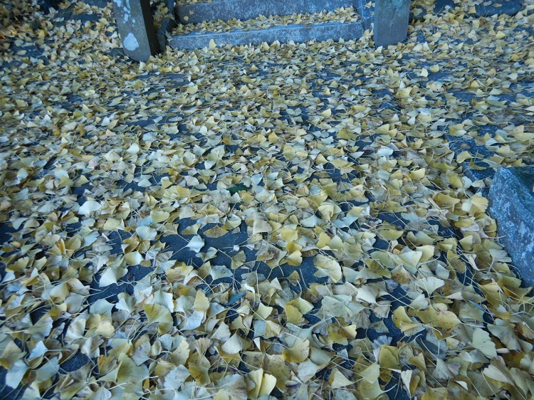 根元の土間にはイチョウの葉が