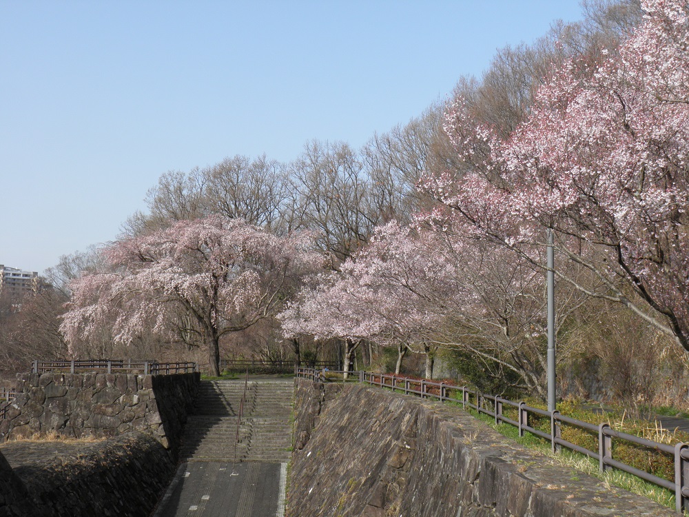 片倉つどいの森公園　池の桜（早咲き）
