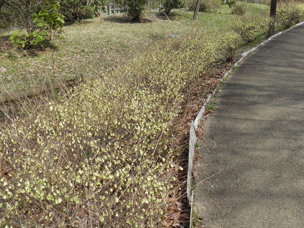 片倉城跡公園　ヒュウガミズキもまだ満開ではありません。
