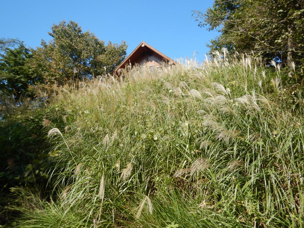 宇津貫緑地（ログハウス裏）