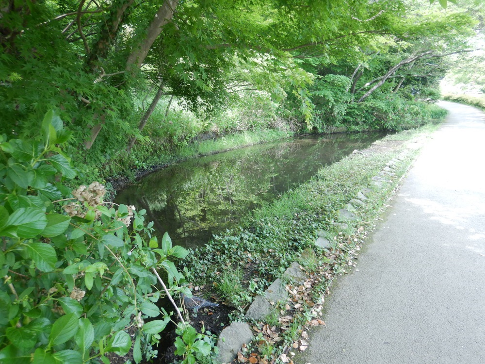 手前ドバト１羽、池の中央岸にカモ２羽がくつろいでいました。