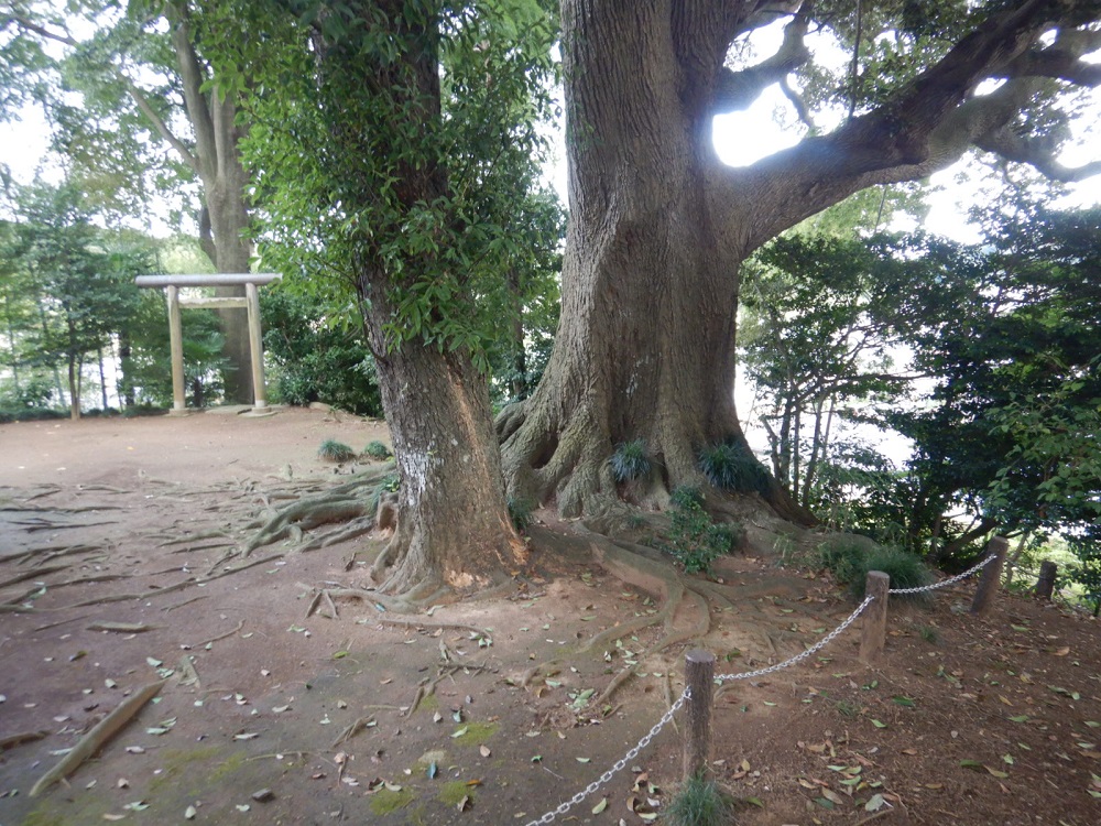 根元の様子