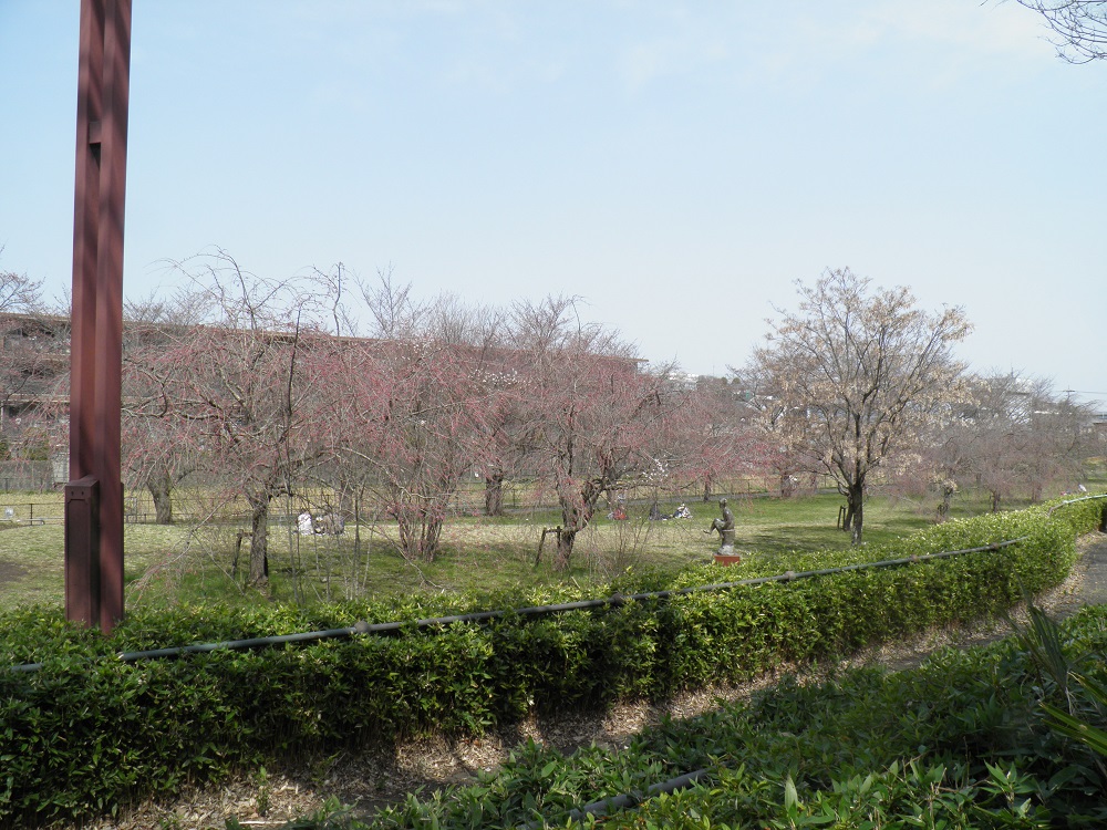 片倉城跡公園　湯殿川沿いのサクラまだまだです。