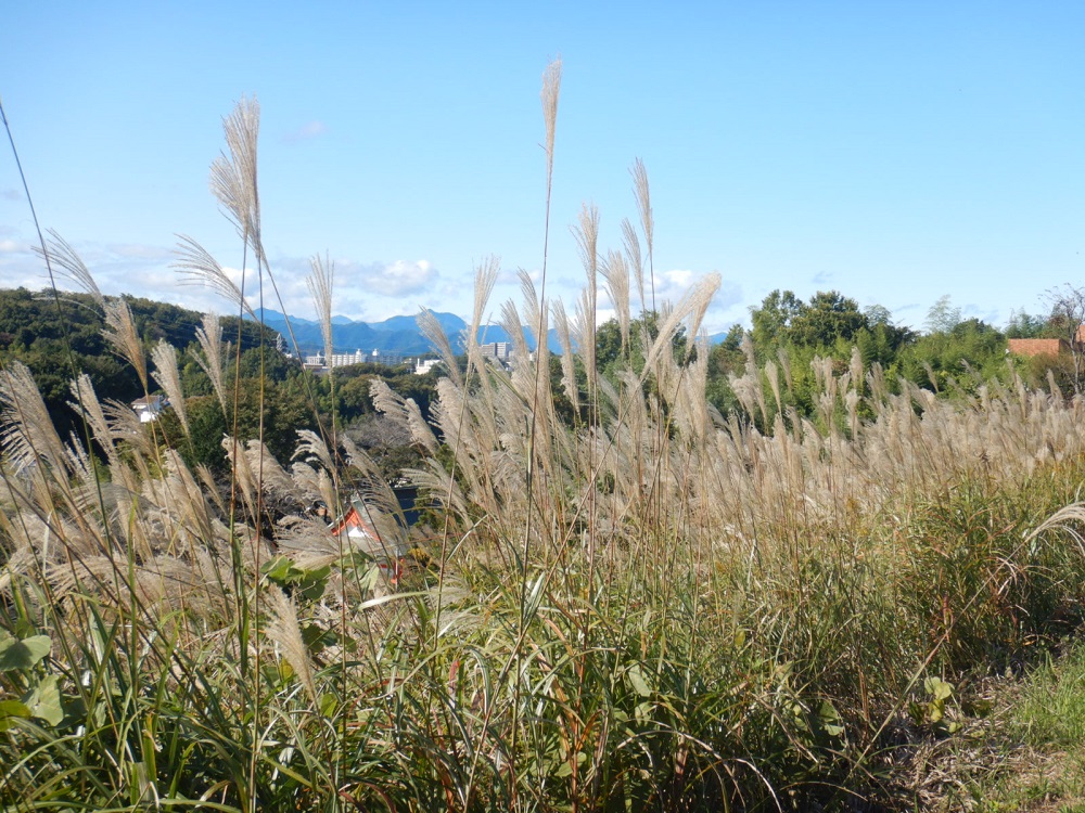 七国大船わかやま緑地（みなみ野シティ会館前道路③）
