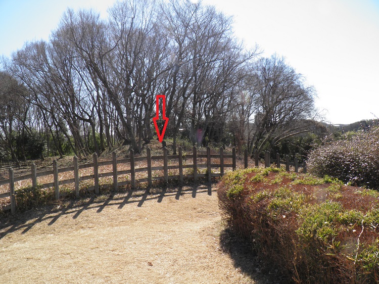 二の丸広場鉄道柵の遊歩道少し入ったところから片倉つどいの森公園方向を見て、