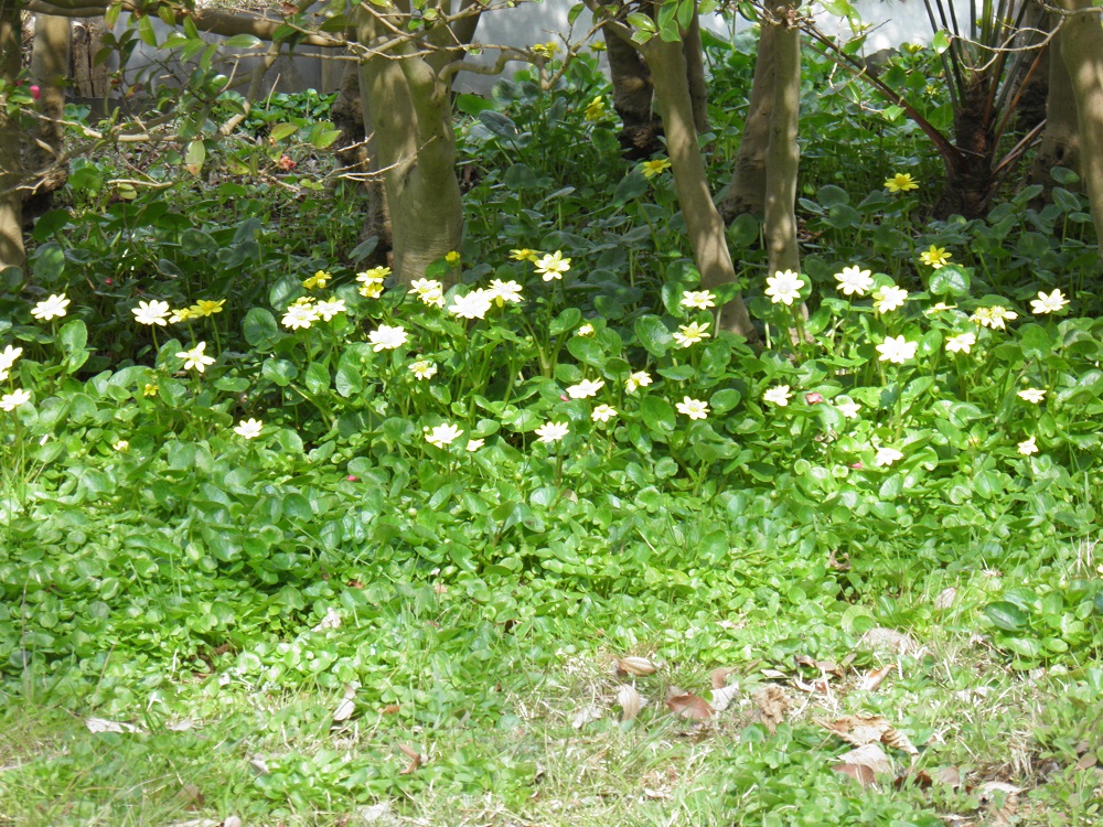 片倉城跡公園　リュウキンカ　ヒメではありません。