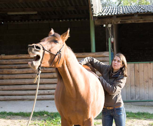 Tierheilpraktiker? Warum man nicht davon leben kann