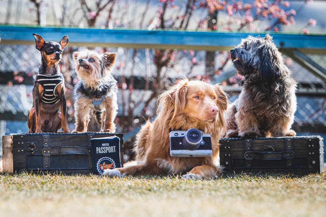 Hundetraining und Fotoshooting: Wir packen die Koffer