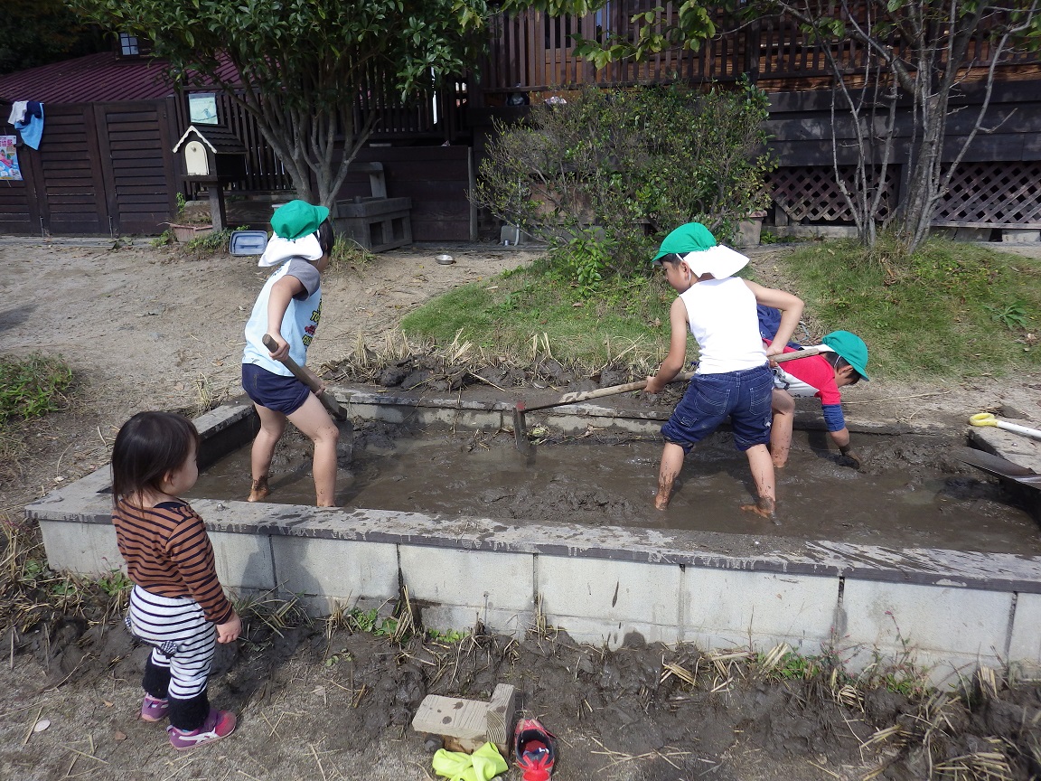 「菜園活動」園でも育てたお米を収穫して田んぼの土をほぐしました。次はそらぐみ(４歳児)が麦を植えて育てます。