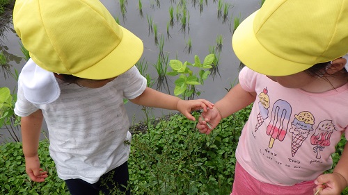 「むし、さわってみる？こわくないで！」（2歳児）