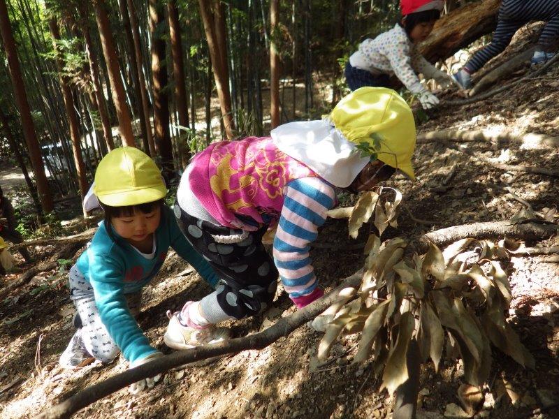 つきぐみ(2歳児)もだんだん体がしっかりしてきて、山の斜面を登るのにもどんどんチャレンジ してます。自然に見守られながらたくましくなっていく子どもたちです。