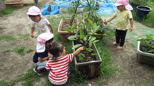 ピッコロの畑には夏野菜がいっぱい。きゅうりにトマトになすび・・・。「あっ！なすびあった！」