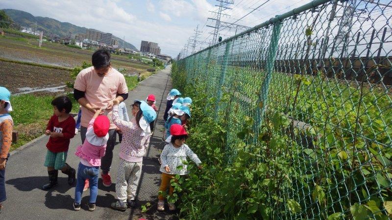 以上児（３・４・５歳児）「そら・かぜ組(４・３歳児)でさんぽにいった時にヨモギを摘みました。」