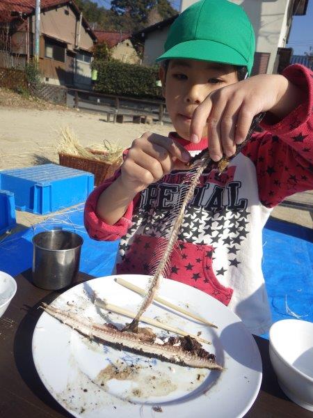 サンマをまるごと一匹食べてみよう！やまぐみ(５歳児)はかまどを用意してまるまる 一匹さんまをいただきました。調理さんに魚の正しい食べ方を教えてもらいながら、きれいに骨を残して上手に食べていましたよ！切り身でないそのままの姿をいただく体験は大切だなと思いました。命に感謝。