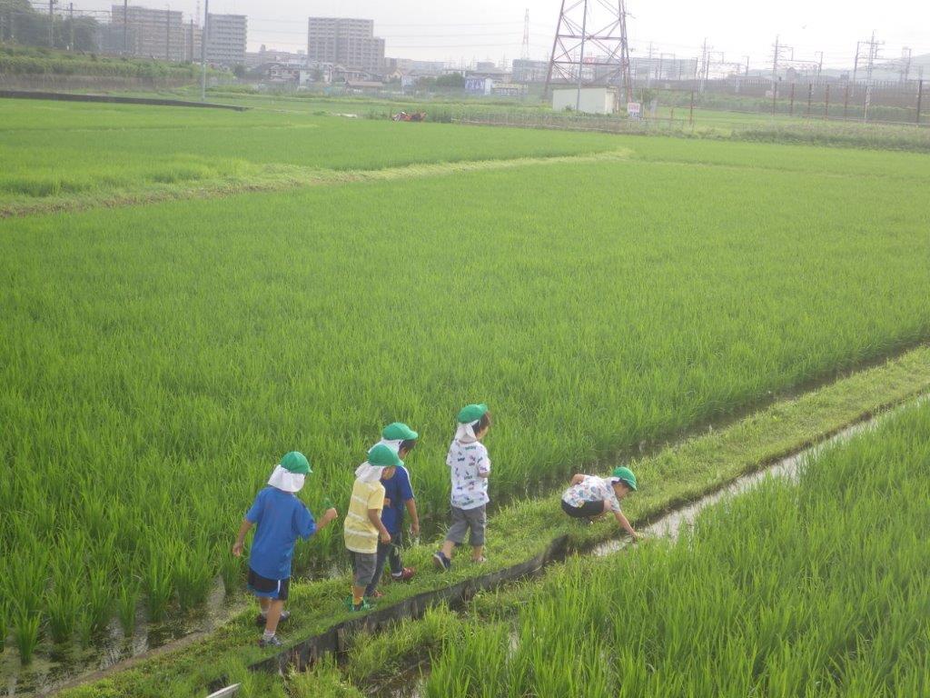 「宿泊保育」宿泊保育２日目の朝は田んぼへ散歩。朝食は土鍋で炊いたご飯に手作りふりかけを混ぜておにぎり作り。そらぐみ(４歳児)の時に作った味噌でお味噌汁を作りおいしくいただきました。そして使ったお部屋や廊下、テラスをみんなで拭き掃除をして、宿泊保育が終わりました。