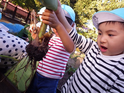 でっかい里芋！おも～い！（４歳児）