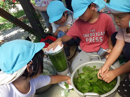 藍の葉っぱで毛糸の染色　ミキサーで葉っぱをつぶすのは順番ね（５歳児）