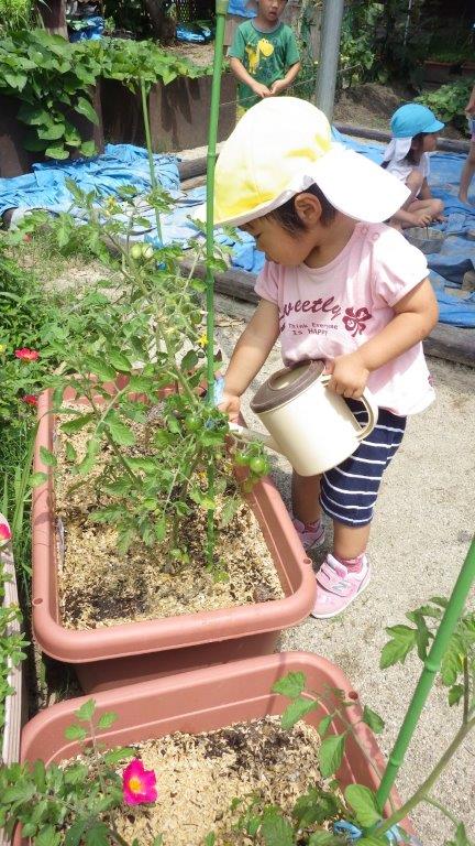 「菜園」大きい子の水やりをする姿をみて小さい子も水やりをしています。食べるものを自分で育てる経験は、食べることの大切さありがたさを感じることができます。