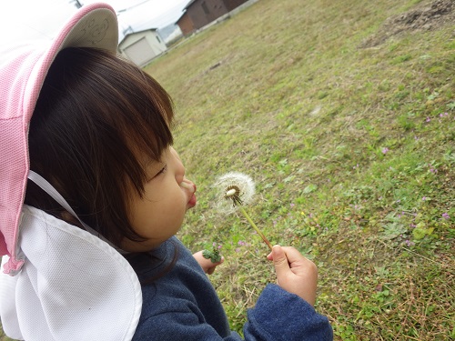 散歩の途中でタンポポの綿毛を発見！夢中で「ふーっ！」（１歳児）