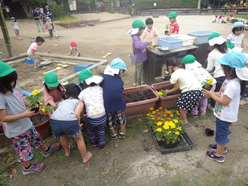 以上児(３・４・５歳児)「いただいたお花をプランターに植えました。」