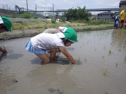 田植え作業も体験☆