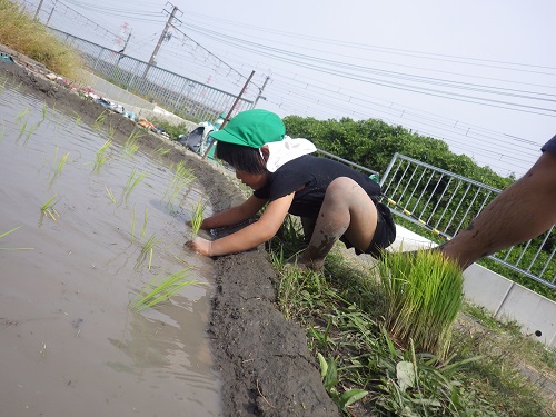 田植えもさせてもらいました。大切に、丁寧にお米を植えていましたよ。立派なお米ができますように。