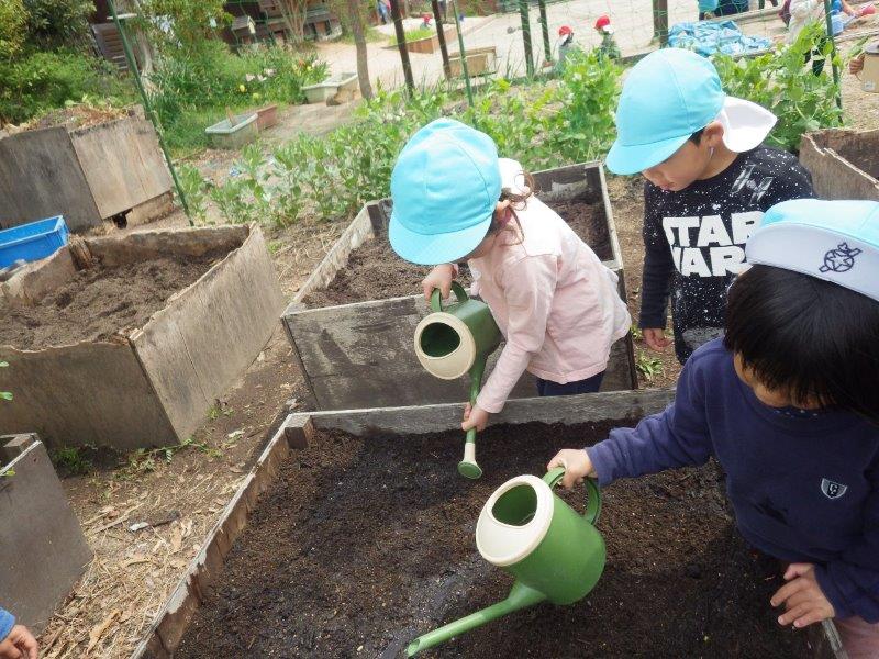 以上児(３・４・５歳児)「そらぐみ(４歳児)は里芋作りを植えました。　　　　　大きくなってね。」