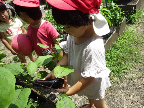 大きいナス見つけた♪毎日水やり頑張ったね。（3歳児）