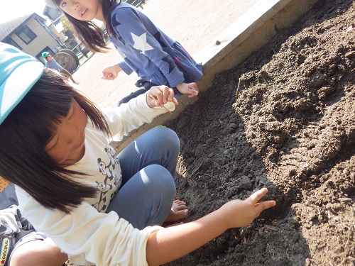 麦畑づくり「穴を掘って麦を１粒ずつ植えました。大きく育ってね☆（４歳児）」