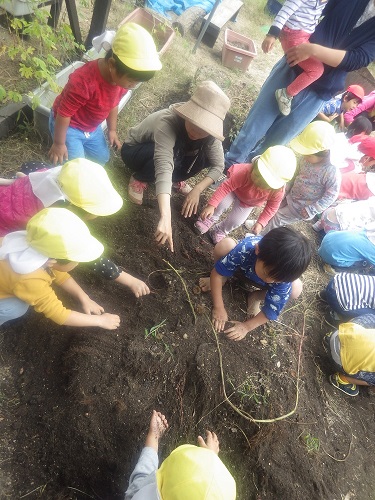 食との触れ合い「５月に植えたさつま芋を手で使ってよいしょよいしょと掘り起こしました！（２歳児）」