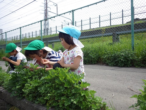 やま・そら組（５・４歳児）でヨモギ摘みに行きました。