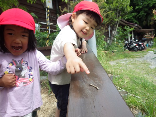 シャクトリムシみつけた！「見ててや、触るで～！」