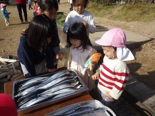 ＜戸外で焼きサンマ＞わぁ！たくさんのサンマ！すごいねぇ！ピカピカひかってるねぇ！