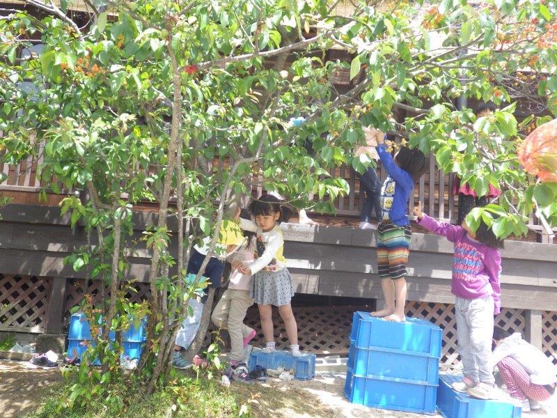 以上児(３・４・５歳児)「グランドのさくらんぼの木に、今年もたくさん実がなりました。取ってはぱくぱく食べる子どもたちでした。」