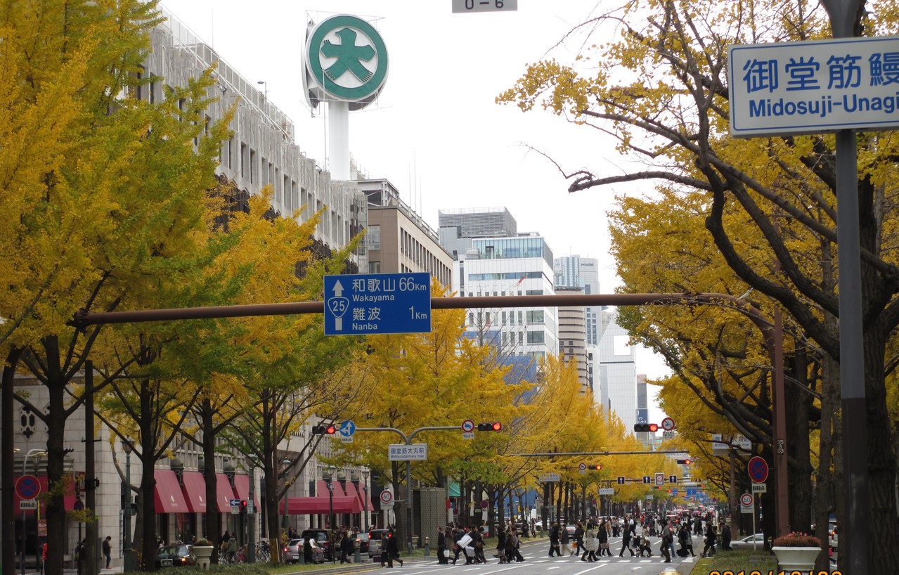 イチョウの木から感じる英語 大阪 心斎橋英語塾 Wellies