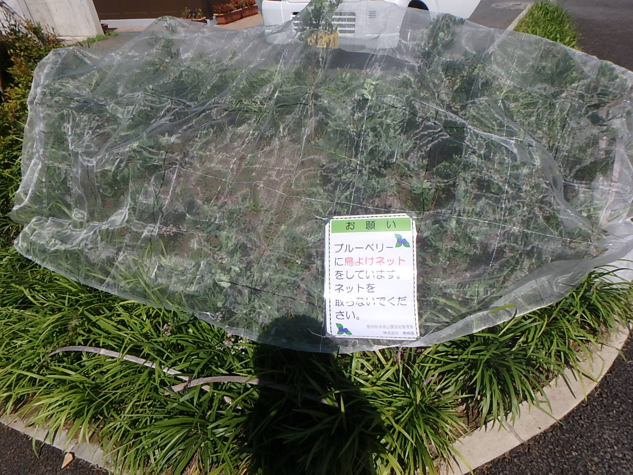 園内情報 ブルーベリーの鳥よけについて 菅田町赤坂公園