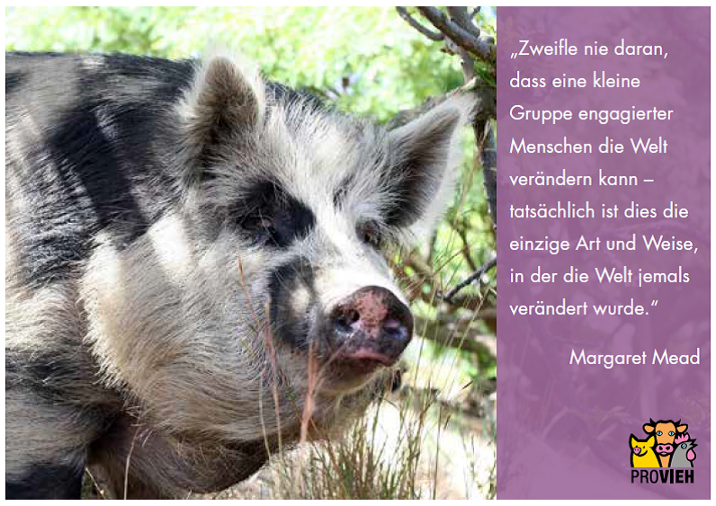 Get Zitat tiere menschen HD