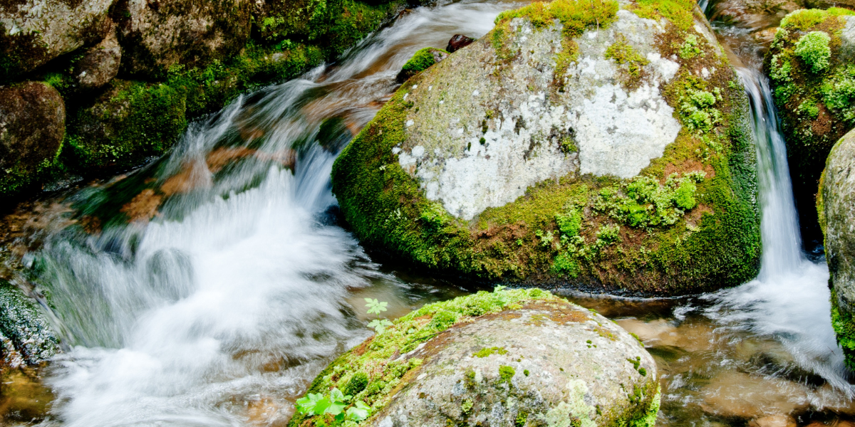 La force vitale en naturopathie