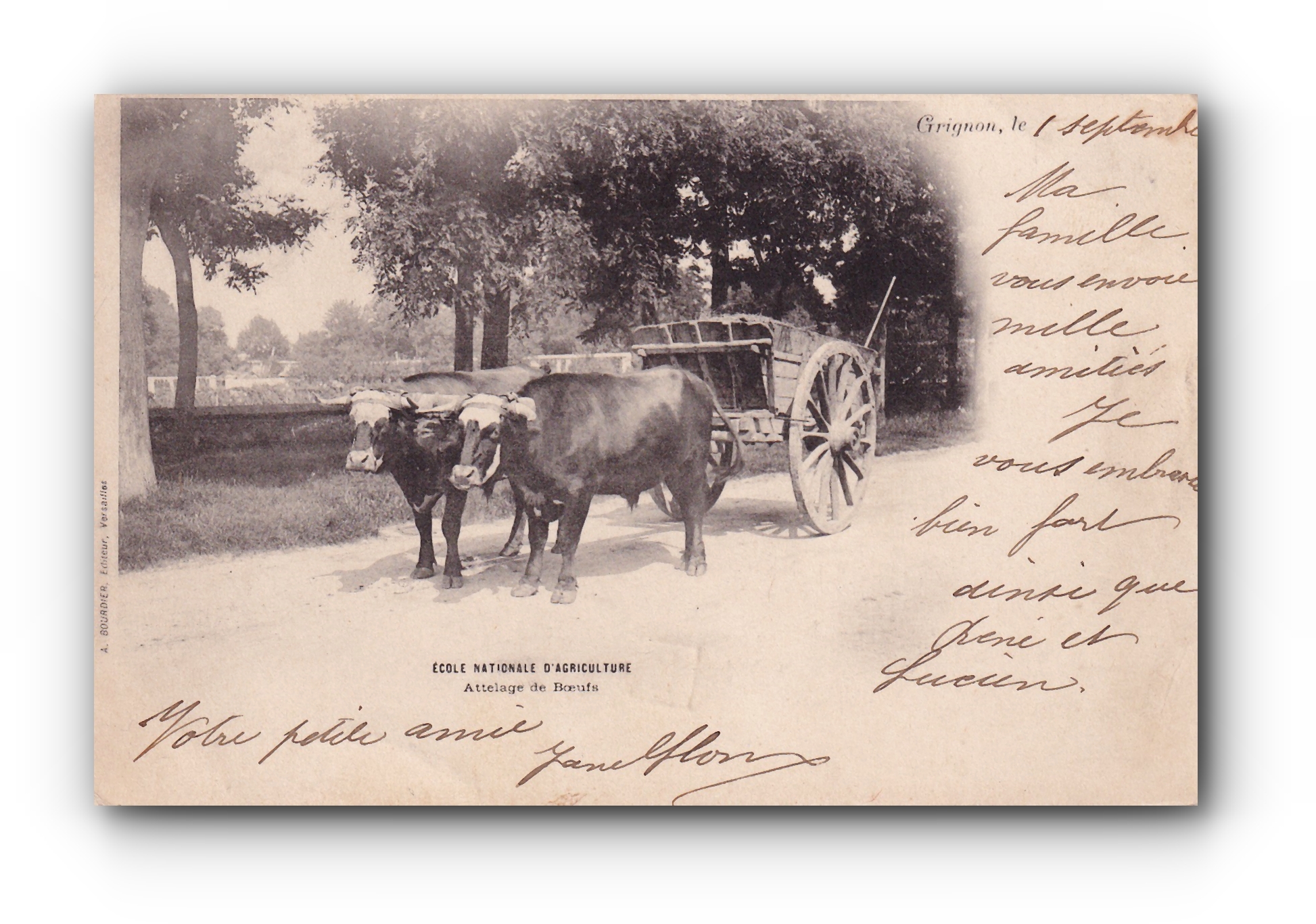 - Ecole Nationale d'Agriculture - Attelage de Boeufs -  GRIGNON - 01.09.1901 -