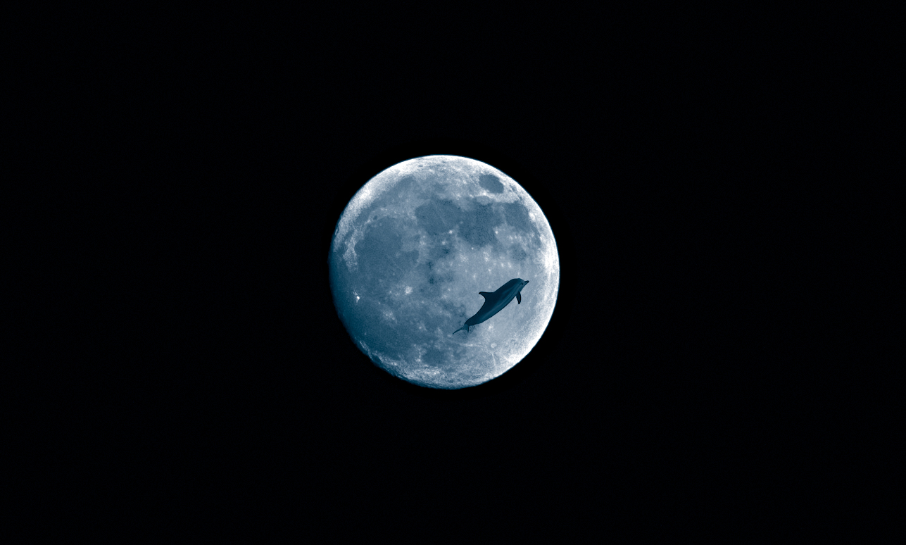 Dolphin on the Moon (September 2021)