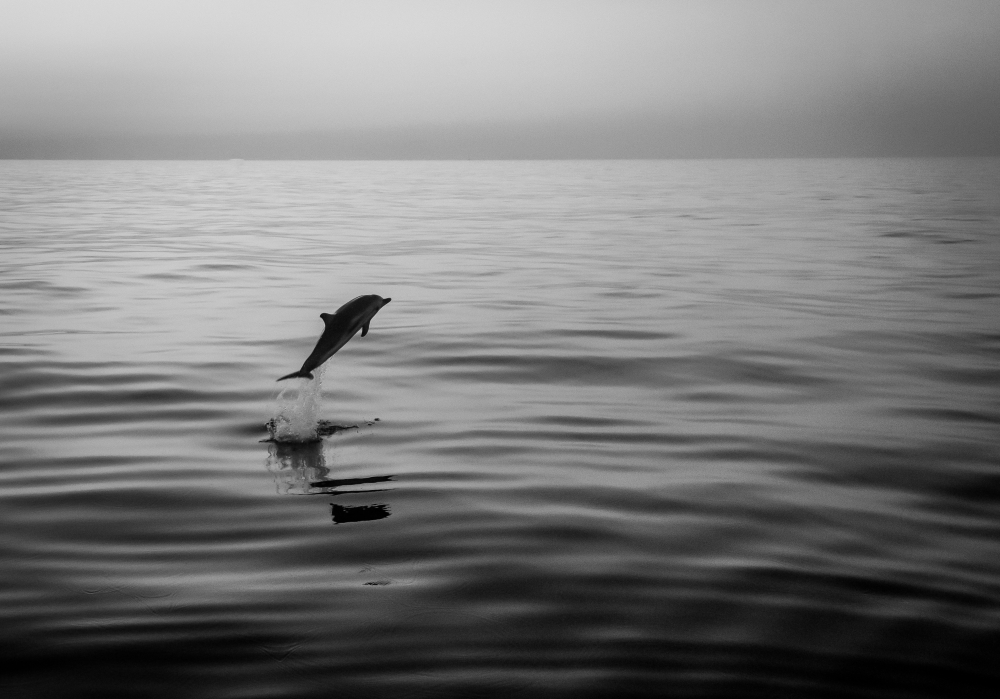 Dolphin in the Mediterranean Sea around Sicily, near Catania, Italy (June 2019)